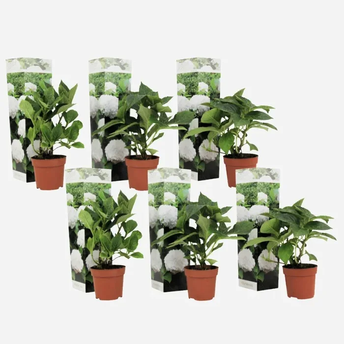 Hydrangea – White – Set of 6 – Hydrangea