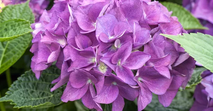Hydrangea ‚Hovaria’®${2}