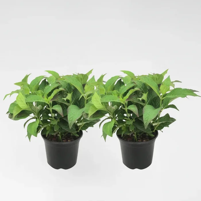 Hydrangea ‚Summer Shine‘ – Set of 2 – Hortensia