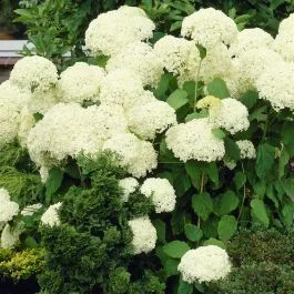 Hydrangea arborescens oder Hortensie Annabelle 14 cm