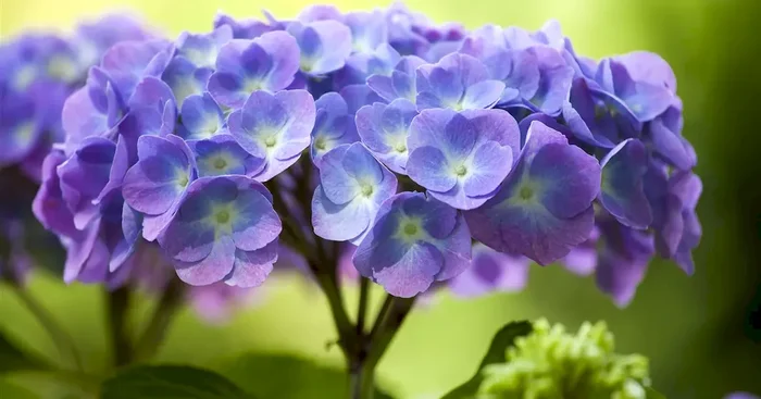 Hydrangea m. ‚Diva fiore‘ -R- blau