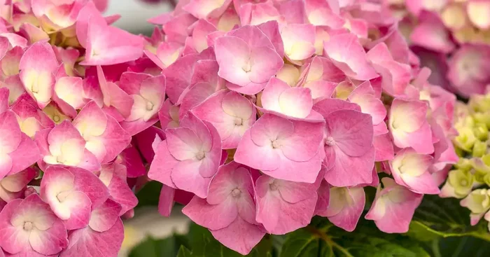 Hydrangea m. ‚Rosita‘