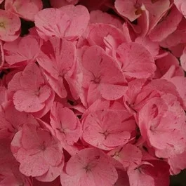 Hydrangea macr. Hov. ‚Sweet Fantasy Pink‘