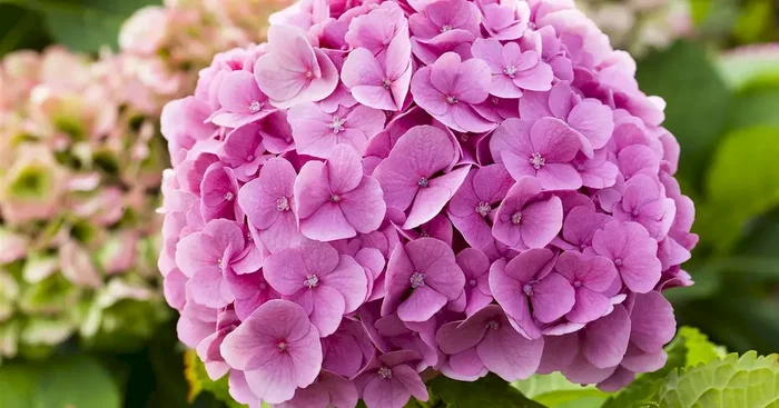 Hydrangea macr.
