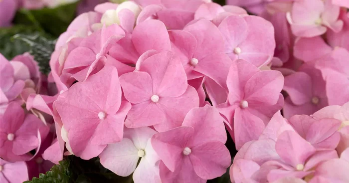 Hydrangea macrophylla, rosa${2}