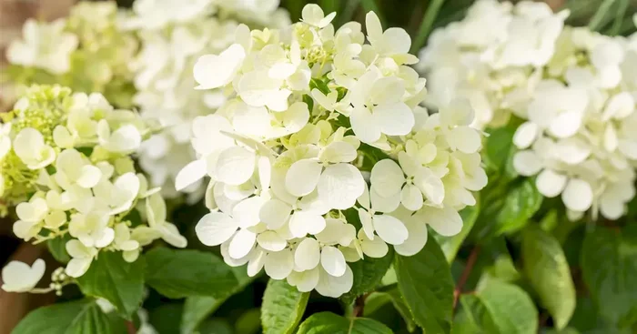 Hydrangea panic. ‚Diamant Rouge‘ -R-
