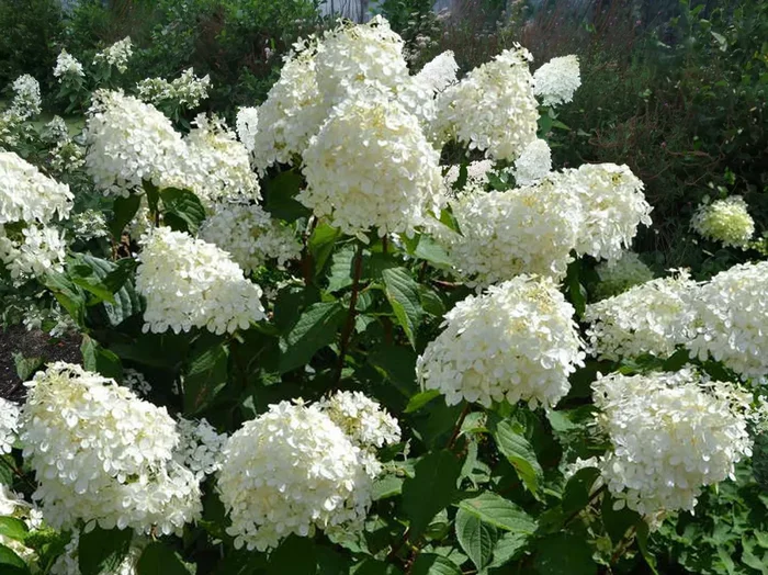 Hydrangea paniculata ‚Phantom‘ (Rispenhortensie)