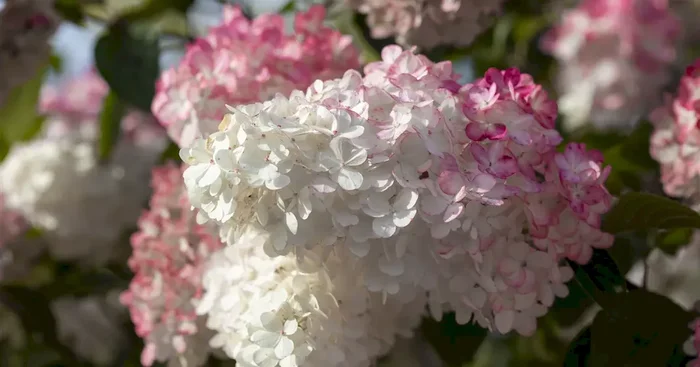 Hydrangea paniculata ‚Sundae Fraise®‘