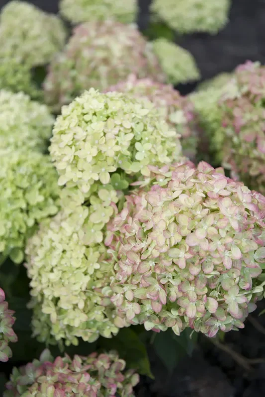 Hydrangea paniculata ‚Vanille Fraise‘ ® (Rispenhortensie)