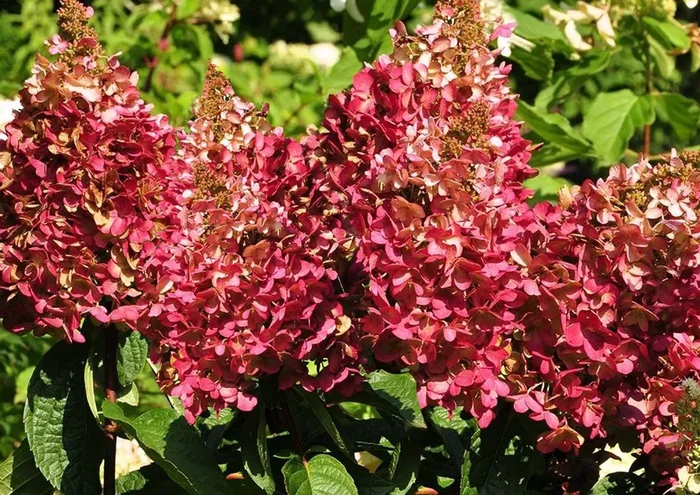 Hydrangea paniculata ‚Wim’s Red‘ ® (Rispenhortensie)