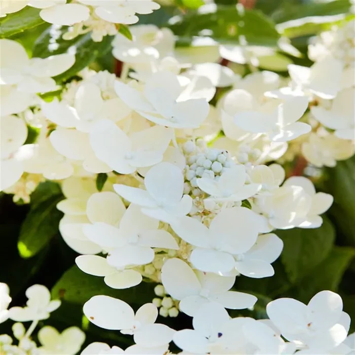 Hydrangea paniculata Polestar 14 cm pot
