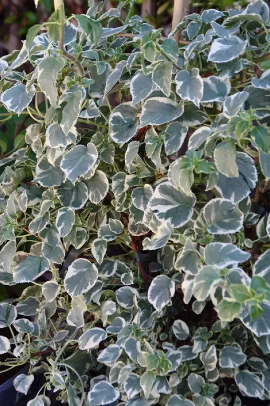 Hydrangea petiolaris ‚Silver Lining‘ (Kletterhortensie)