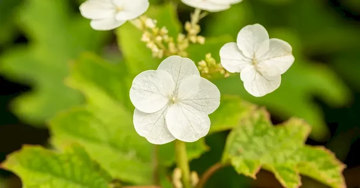 Hydrangea quercifolia Ruby Slippers
