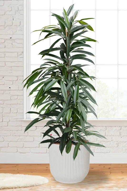 Hydro XXL Ficus Amstel King, 140-160cm