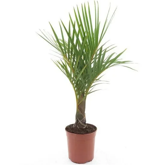 Hyophorbe verschaffelti – Flessenpalm