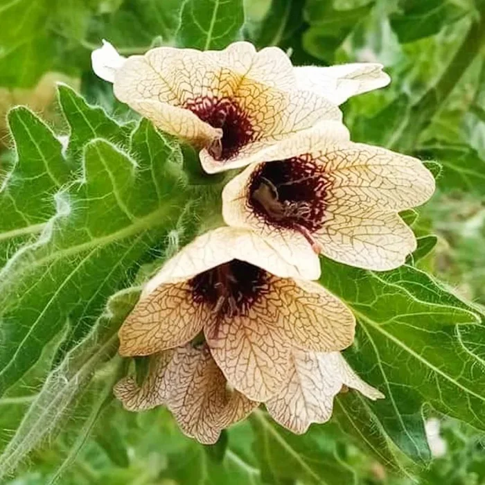 Hyoscyamus niger