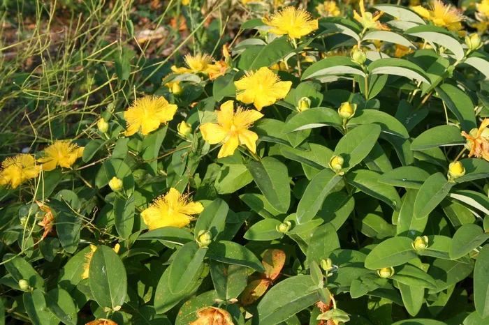 Hypericum calycinum (Kelchiges Johanniskraut)