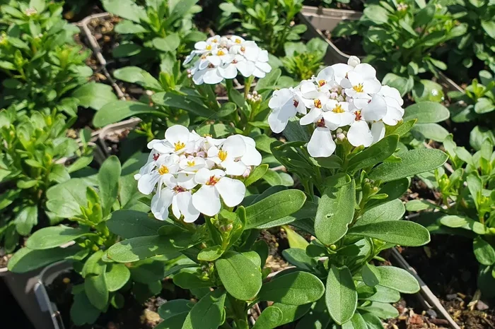Iberis sempervirens ‚Masterpiece‘ ® (Immergrüne Schleifenblume)