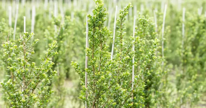 Ilex crenata ‚Glorie Dwarf‘ -R-