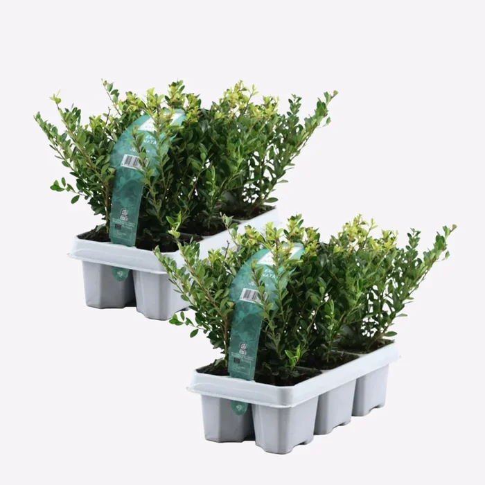 Ilex crenata ‚Jenny‘ – Set of 12 – Japanese holly