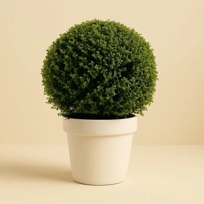 Ilex Crenata Ball – 70cm