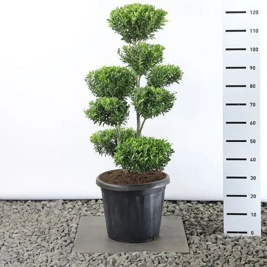 Ilex crenata Blondie multiplateau extra – Stechpalme
