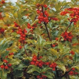 Ilex meserveae Blue Prince