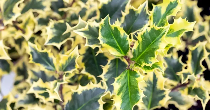 Ilex meserveae Golden Angel