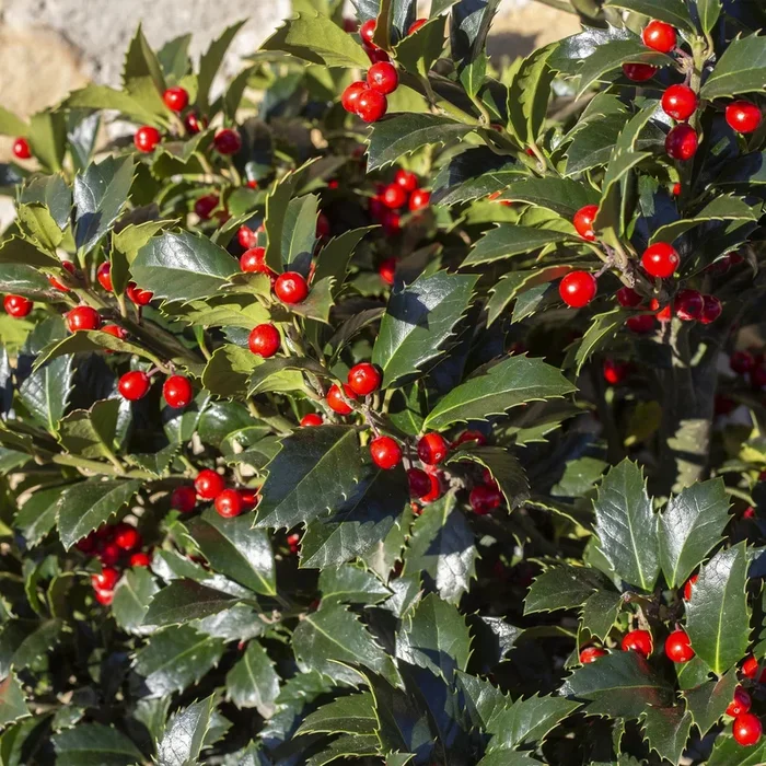 Ilex x meserveae – Stechpalme ‚Blue Maid‘