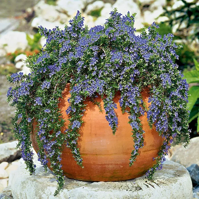 Immergrüner BIO Hänge-Rosmarin ‚Violetta‘ Rosmarinus officinalis „Capri“ – Bestellnummer 1108713