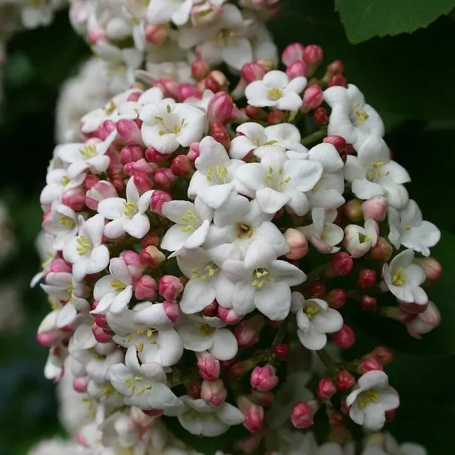 Immergrüner Duftschneeball – Viburnum burkwoodii