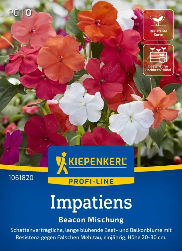 Impatiens Beacon Mix, F1, Schattenverträglich, lange blühende Beet- u Balkonblume – Höhe 20-30 cm