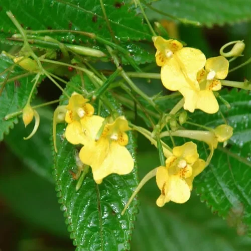 Impatiens Capensis ‚Autumn Bees‘