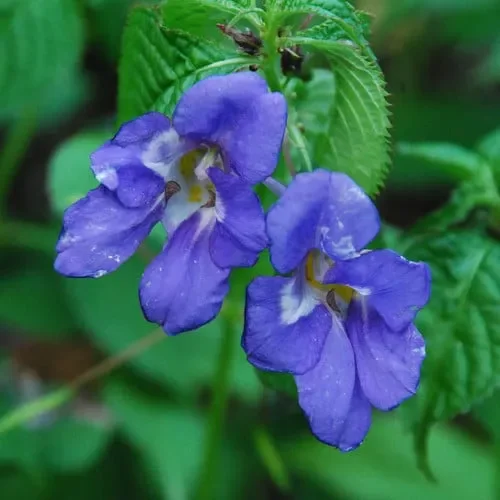 Impatiens Namchabarwensis Blue Diamond