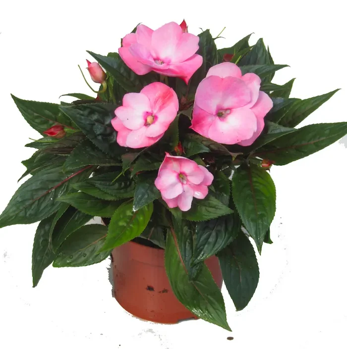 Impatiens Neu Guinea – Fleißiges Lieschen, Edellieschen rosé