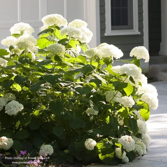 Incrediball® Smooth Hydrangea