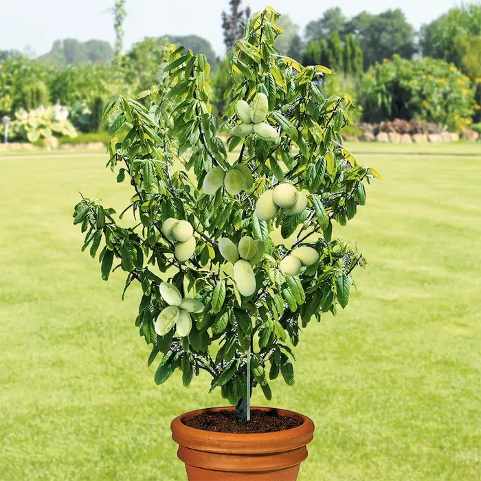 Indianer-Banane Asimina triloba – Bestellnummer 6630381