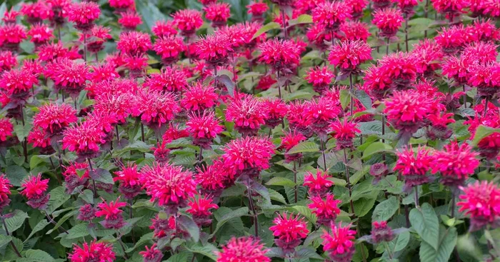 Indianernessel ‚Bee-Happy‘