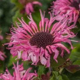Indianernessel (Monarda x cultorum) Bee-Lieve