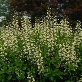 Indigo-Lupine (Baptisia) Decadence Vanilla Cream