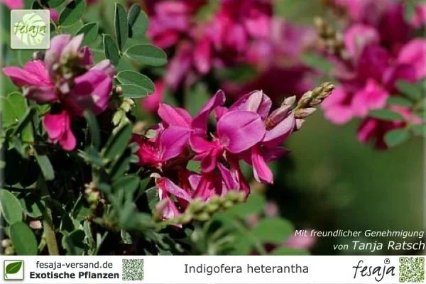 Indigostrauch, Indigofera heterantha, Pflanze
