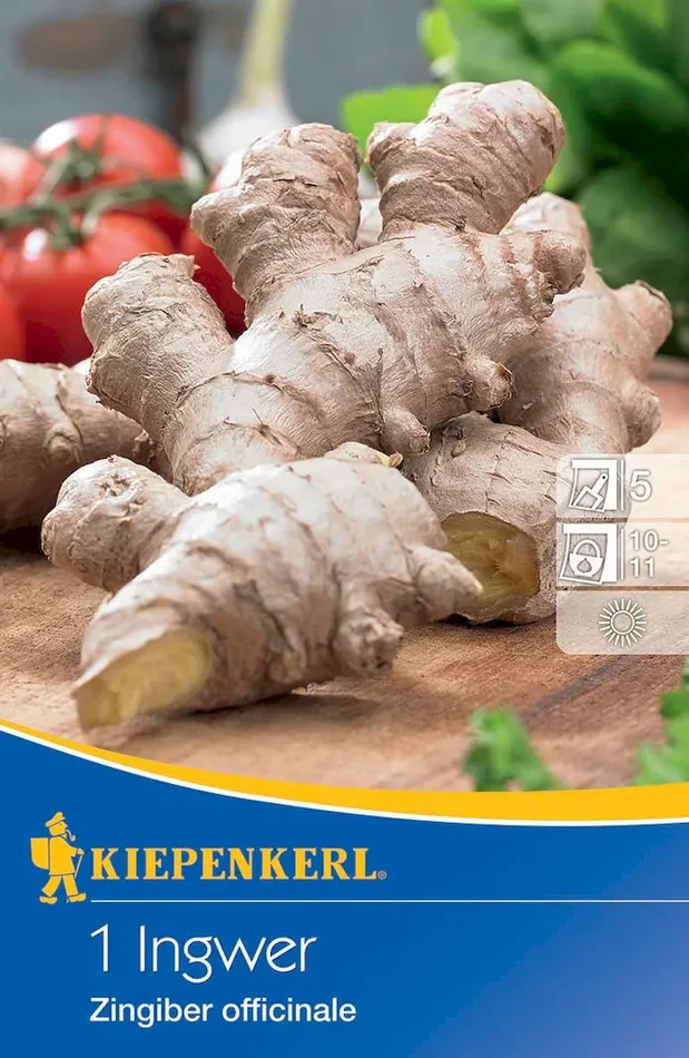 Ingwer – Zingiber officinalis