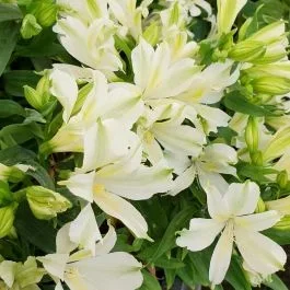 Inkalilie (Alstroemeria) CHARMELITA White®