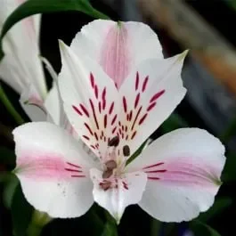 Inkalilie (Alstroemeria) Duchess Beatrice