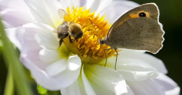 Insektenweide-Samen