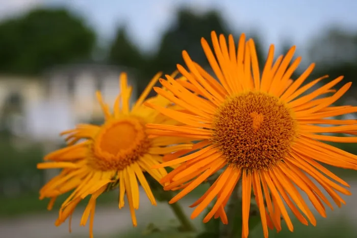 Inula orientalis (Orientalischer Alant)