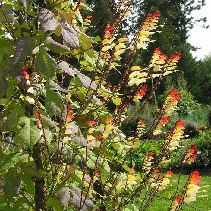 Ipomoea lobata