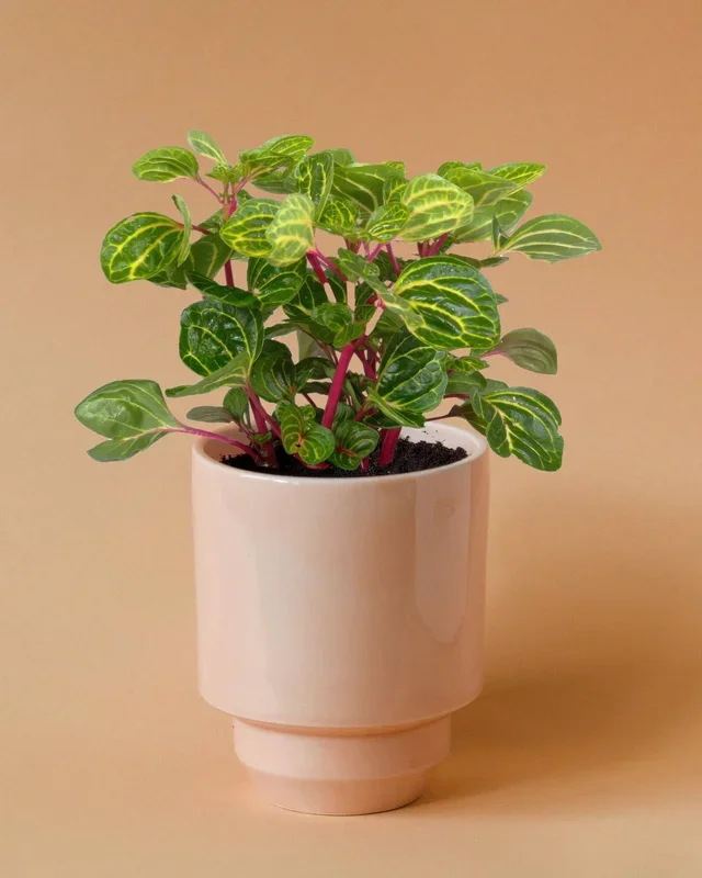 Iresine diffusa f. herbstii ‚Rich Goldstar‘ Medium