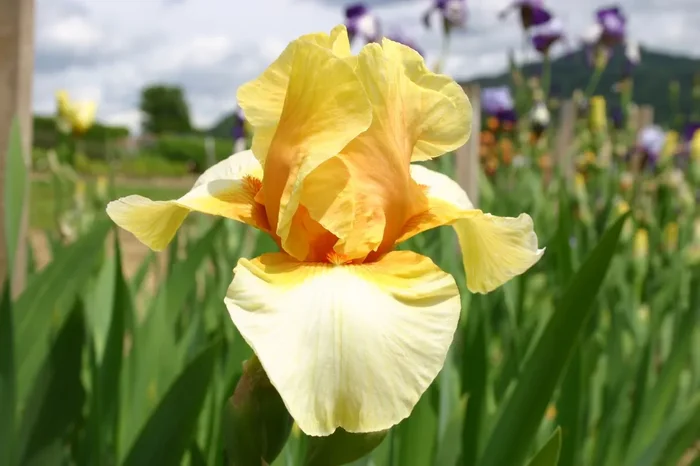 Iris Barbata-Elatior ‚Blazing Light‘ (Hohe Bartschwertlilie)