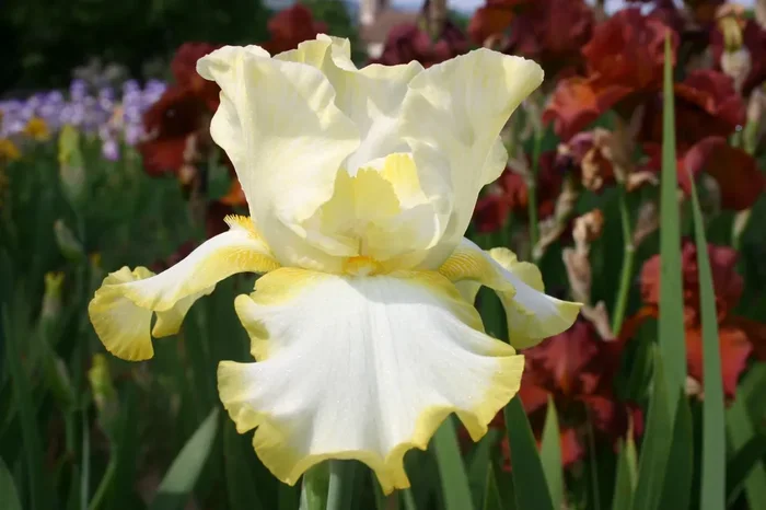 Iris Barbata-Elatior ‚Eastertime‘ (Hohe Bartschwertlilie)